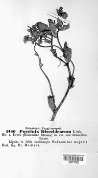Puccinia discoidearum image